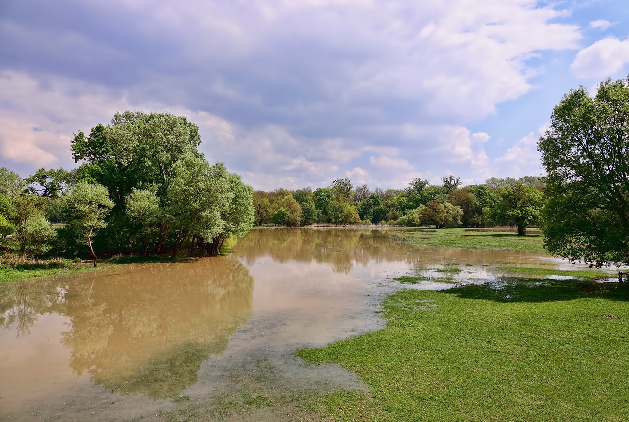 tree, nature, waters-3186615.jpg